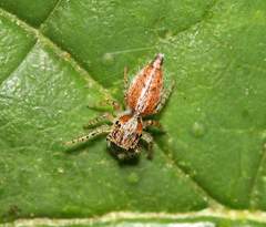 Salticidae