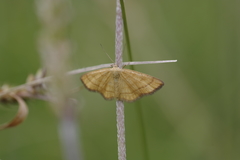 Idaea flaveolaria