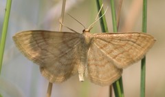 Idaea macilentaria