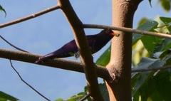 Chrysococcyx xanthorhynchus