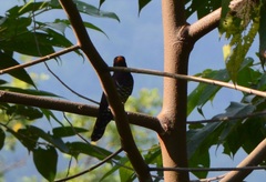 Chrysococcyx xanthorhynchus