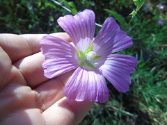 Malva unguiculata