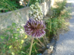 Allium amethystinum