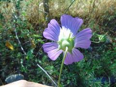 Malva unguiculata