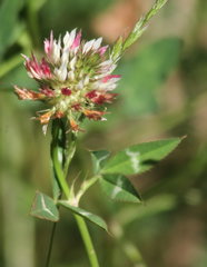 Trifolium vesiculosum