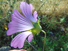 Malva unguiculata