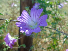 Malva unguiculata