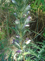 Acanthus spinosus