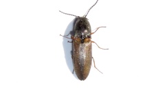 Corymbitodes tarsalis