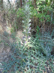 Acanthus spinosus