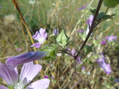 Malva unguiculata