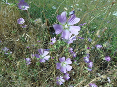 Malva unguiculata