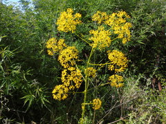 Opopanax hispidus
