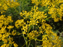 Opopanax hispidus