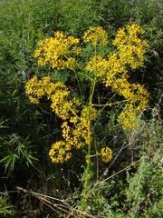 Opopanax hispidus