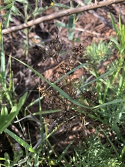 Ammoselinum popei