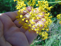 Opopanax hispidus