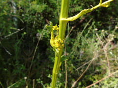 Opopanax hispidus