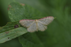 Idaea humiliata