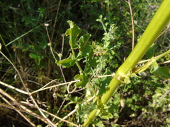 Opopanax hispidus