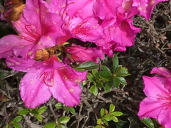 Rhododendron simsii