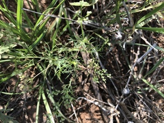 Spermolepis echinata