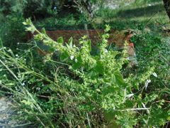 Melissa officinalis altissima