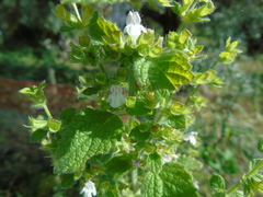 Melissa officinalis altissima