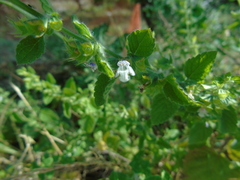 Melissa officinalis altissima