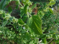 Melissa officinalis altissima