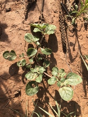 Tidestromia lanuginosa