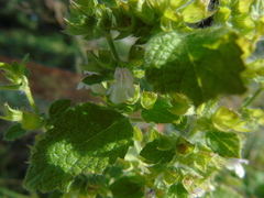 Melissa officinalis altissima