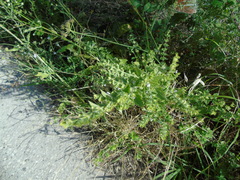 Melissa officinalis altissima