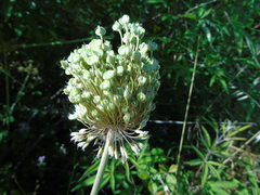 Allium guttatum