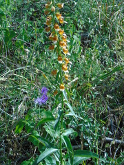 Digitalis laevigata graeca