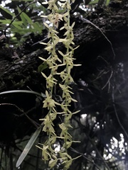 Epidendrum moritzii