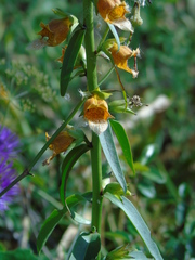 Digitalis laevigata graeca