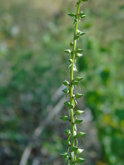 Digitalis laevigata graeca