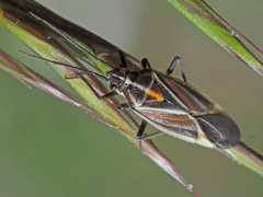 Horistus orientalis