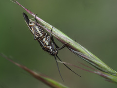 Horistus orientalis
