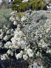 Ceanothus pauciflorus
