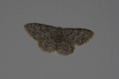 Idaea typicata