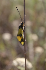 Libelloides macaronius