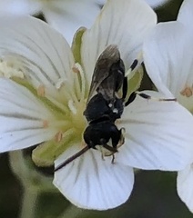 Hylaeus hyalinatus