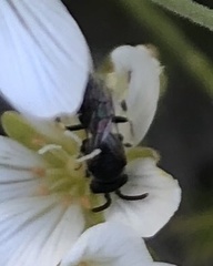 Hylaeus hyalinatus