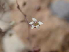 Nemacladus inyoensis