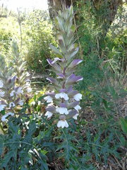 Acanthus spinosus