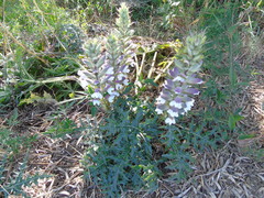 Acanthus spinosus