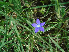 Campanula ramosissima
