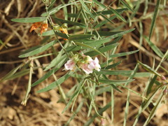 Lathyrus graminifolius